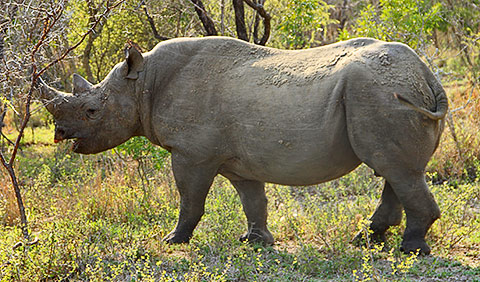 Black rhinoceros